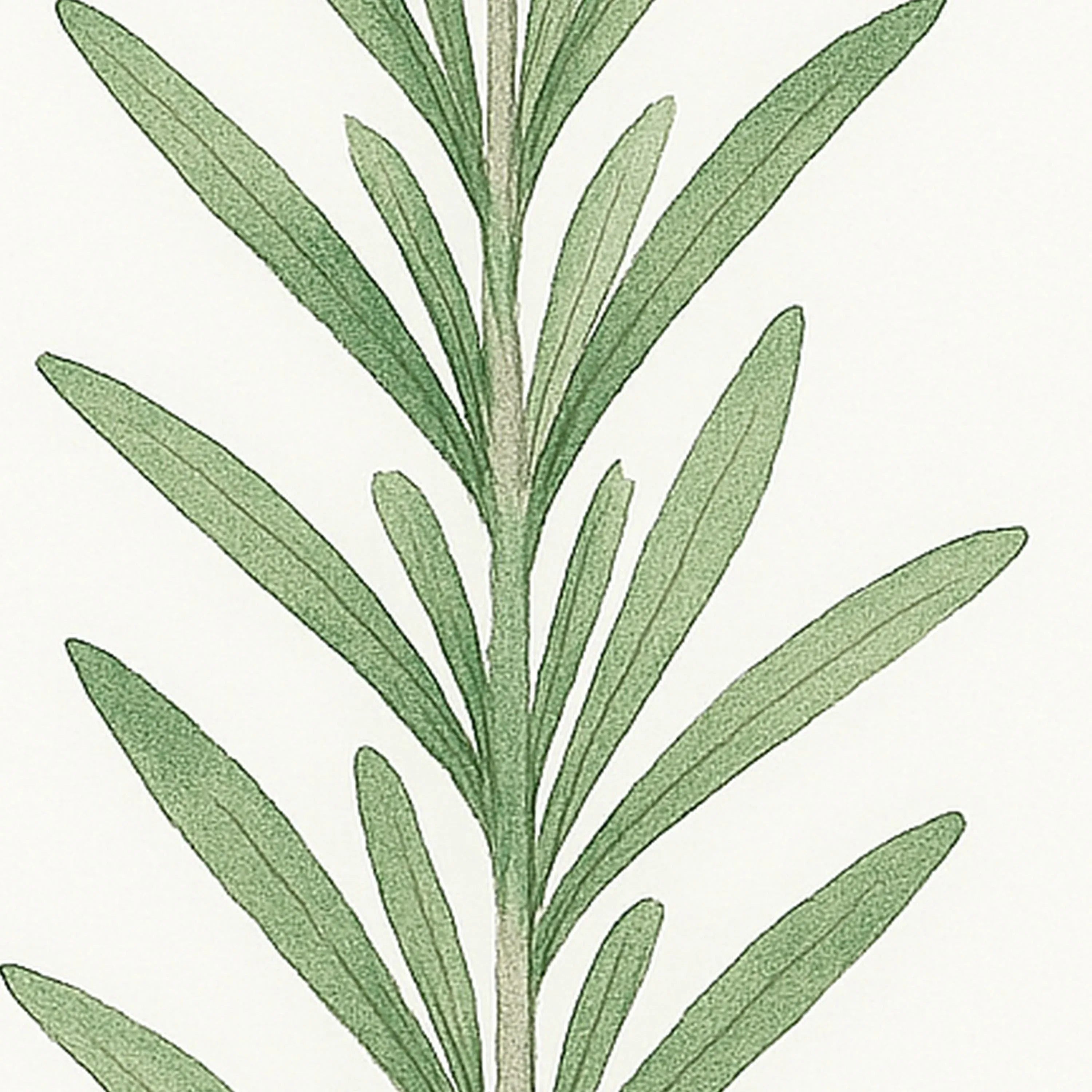 Eucalyptus leaf wall art set of 3 – minimalist green watercolour botanical