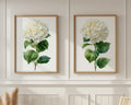 Hydrangea botanical wall art set of 2 – lush white blooms with green leaves