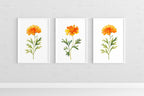 Marigold floral wall art set of 3 – golden watercolor blooms, handpainted botanical decor