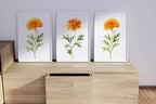 Marigold floral wall art set of 3 – golden watercolor blooms, handpainted botanical decor