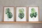 Monstera leaf wall art set – tropical green botanical split-leaf trio, modern decor