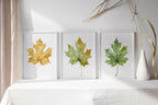 Maple leaf watercolor wall art set of 3 – autumn leaves in warm red, orange, and gold tones