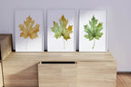 Maple leaf watercolor wall art set of 3 – autumn leaves in warm red, orange, and gold tones